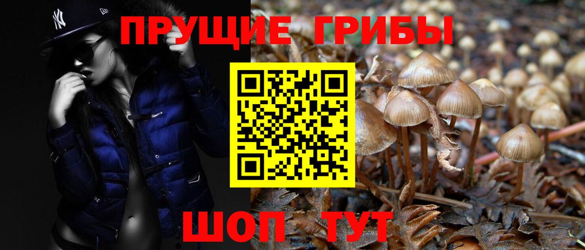Псилоцибиновые грибы Cubensis  Псилоцибиновые грибы мицелий  Железногорск  Вход с VPN 